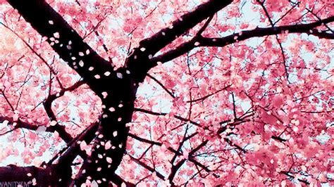 cherry blossom gif|cherry blossom leaves falling gif.